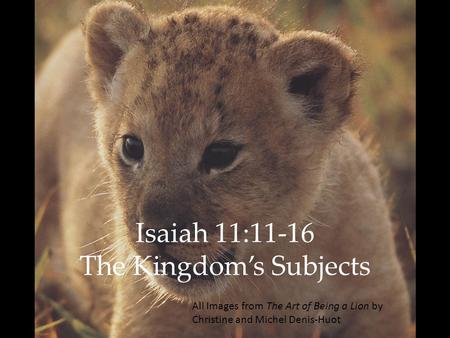 Isaiah 11:11-16 The Kingdom’s Subjects All Images from The Art of Being a Lion by Christine and Michel Denis-Huot.