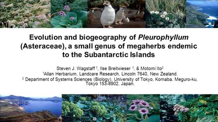 Evolution and biogeography of Pleurophyllum (Asteraceae), a small genus of megaherbs endemic to the Subantarctic Islands Steven J. Wagstaff 1, Ilse Breitwieser.