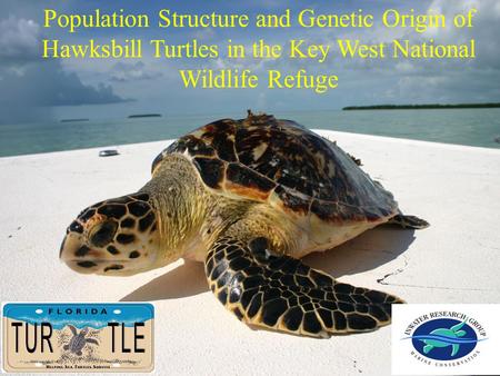 Population Structure and Genetic Origin of Hawksbill Turtles in the Key West National Wildlife Refuge.