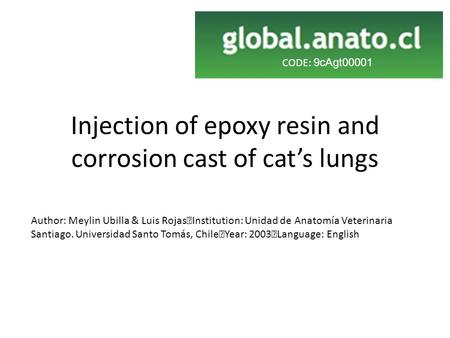 Injection of epoxy resin and corrosion cast of cat’s lungs Author: Meylin Ubilla & Luis Rojas Institution: Unidad de Anatomía Veterinaria Santiago. Universidad.