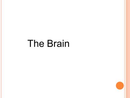 The Brain. W HAT IS THE CEREBRAL CORTEX ? The cerebral cortex is the newest part of the brain (evolutionarily speaking) It also consists of two main layers: