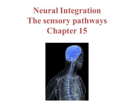 Neural Integration The sensory pathways Chapter 15