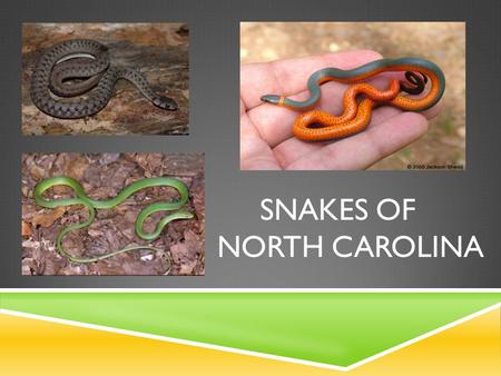 Snakes of North carolina
