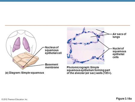 © 2012 Pearson Education, Inc. Figure 3.18a Nucleus of squamous epithelial cell Basement membrane (a) Diagram: Simple squamous Photomicrograph: Simple.