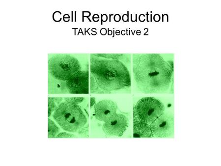 Cell Reproduction TAKS Objective 2. The life of a eukaryotic cell is represented in a cycle.