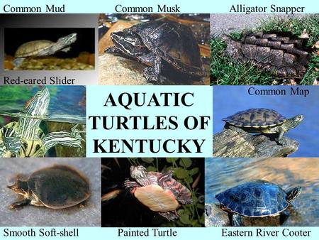 Common Mud Common Map Alligator Snapper Red-eared Slider Smooth Soft-shellPainted TurtleEastern River Cooter AQUATIC TURTLES OF KENTUCKY Common Musk.