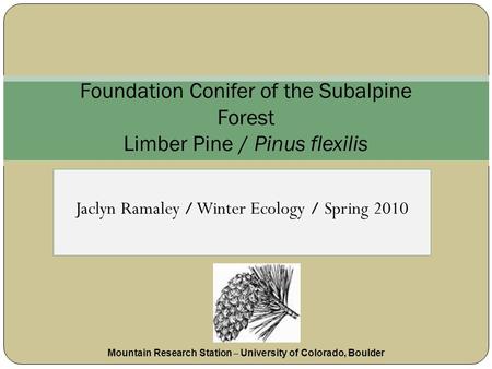 Jaclyn Ramaley / Winter Ecology / Spring 2010 Foundation Conifer of the Subalpine Forest Limber Pine / Pinus flexilis Mountain Research Station – University.