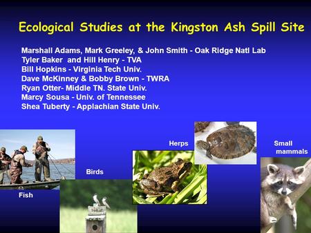Ecological Studies at the Kingston Ash Spill Site Marshall Adams, Mark Greeley, & John Smith - Oak Ridge Natl Lab Tyler Baker and Hill Henry - TVA Bill.