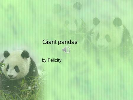 Giant pandas by Felicity Hello! Pandas live in China. Pandas only eat five different bamboo. Pandas can only have 1to2 babies. Pandas can eat 85pounds.