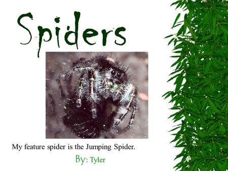 By: Tyler Spiders My feature spider is the Jumping Spider.
