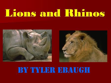 Lions and Rhinos By Tyler Ebaugh In the past, lions could be found in every continent except Antarctica and Australia.