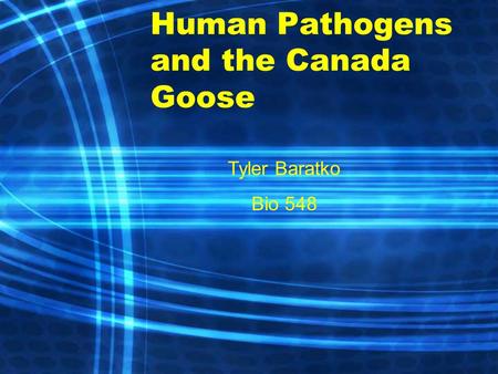 Human Pathogens and the Canada Goose Tyler Baratko Bio 548.