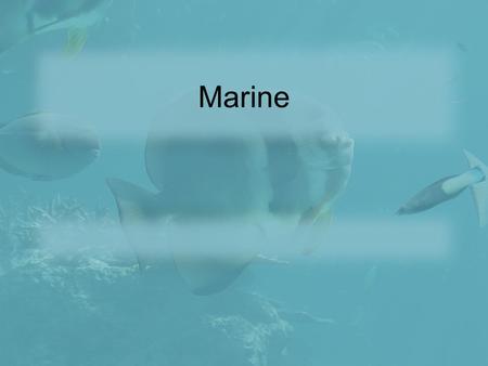 Marine. MARINE ELIZABETH JONATHAN TYLER Describe a Marine Ecosystem 1.Most of the ocean is dark at night with temperatures from just above freezing to.