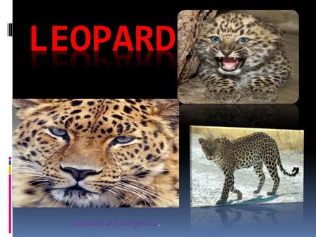 Leopards are dangerous.. Table of contents  description Interesting facts size  Diet.
