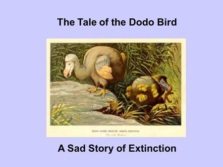 The Tale of the Dodo Bird A Sad Story of Extinction