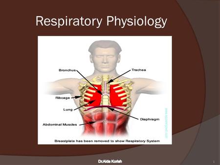 Respiratory Physiology 1. Dr. Aida Korish Asst. Prof. Physiology KSU 2 Dr.Aida Korish.