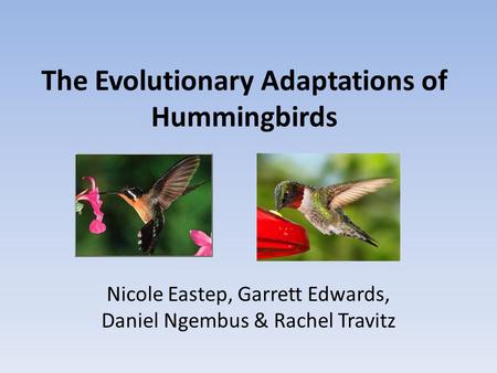 The Evolutionary Adaptations of Hummingbirds Nicole Eastep, Garrett Edwards, Daniel Ngembus & Rachel Travitz.