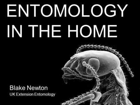 ENTOMOLOGY IN THE HOME Blake Newton UK Extension Entomology.