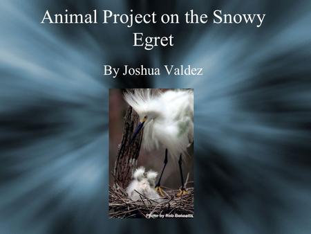 Animal Project on the Snowy Egret By Joshua Valdez.