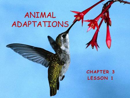 ANIMAL ADAPTATIONS CHAPTER 3 LESSON 1.