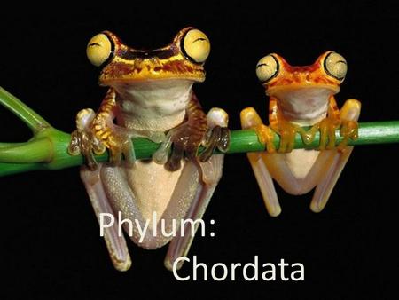 Phylum Chordata Phylum: Chordata.