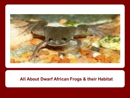 All About Dwarf African Frogs & their Habitat. Today we are going to learn about: The Dwarf African Frog, their characteristics, and their habitat.