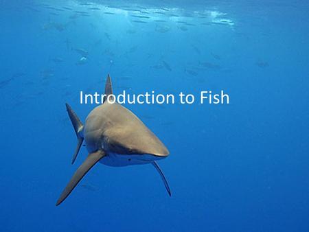 Introduction to Fish.