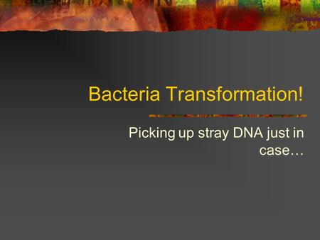 Bacteria Transformation!