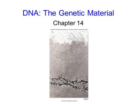 DNA: The Genetic Material Chapter 14. 2 The Genetic Material Frederick Griffith, 1928 studied Streptococcus pneumoniae, a pathogenic bacterium causing.