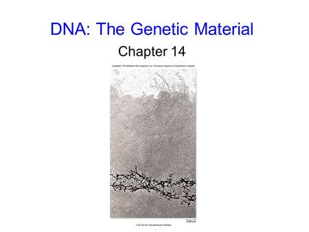 DNA: The Genetic Material Chapter 14. 2 3 The Genetic Material Griffith’s conclusion: - information specifying virulence passed from the dead S strain.