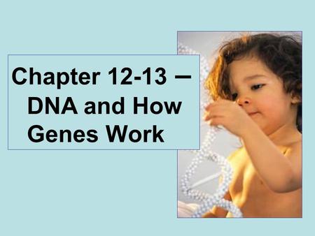 Chapter 12-13 – DNA and How Genes Work. 1920’s – Griffith’s experiments on transformation 1940’s - Avery, MacLeod and McCarty demonstrated that transforming.