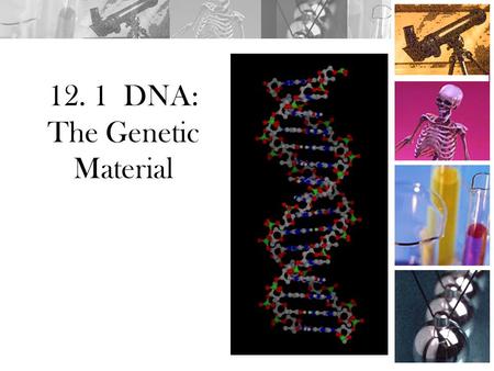 12. 1 DNA: The Genetic Material. 1)Griffith injects mice with disease causing bacteria  the mice die 2)Griffith injects mice with harmless bacteria 