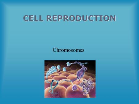CELL REPRODUCTION. Lesson Objectives Describe the coiled structure of chromosomes. Understand that chromosomes are coiled structures made of DNA and proteins.