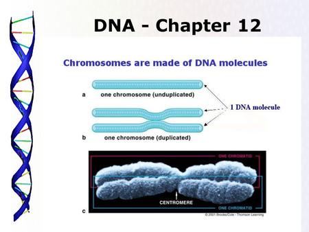 DNA - Chapter 12.