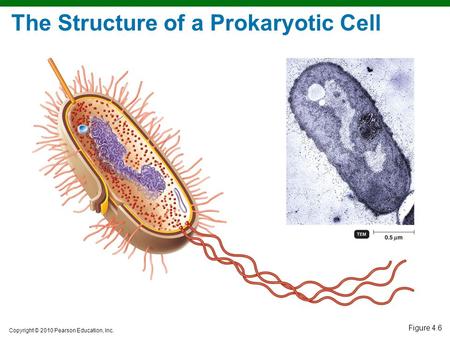 Copyright © 2010 Pearson Education, Inc. Figure 4.6 The Structure of a Prokaryotic Cell.