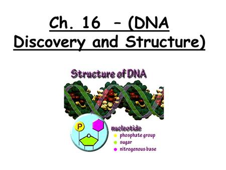 Ch. 16 – (DNA Discovery and Structure). By the late 1940’s scientists knew that chromosomes carry hereditary material & they consist of DNA and protein.