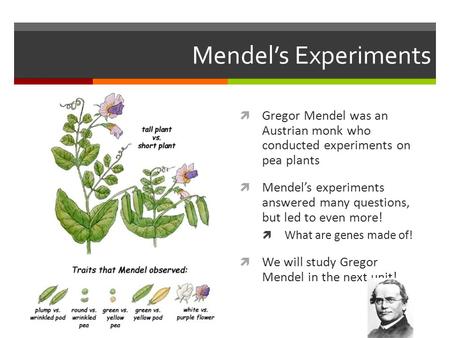 Mendel’s Experiments Gregor Mendel was an Austrian monk who conducted experiments on pea plants Mendel’s experiments answered many questions, but.