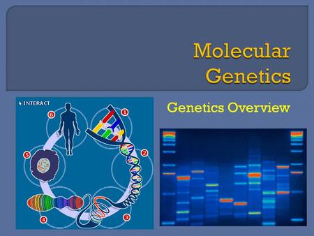 Molecular Genetics Genetics Overview.
