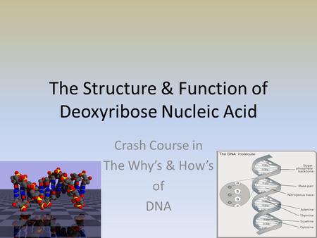 The Structure & Function of Deoxyribose Nucleic Acid Crash Course in The Why’s & How’s of DNA.
