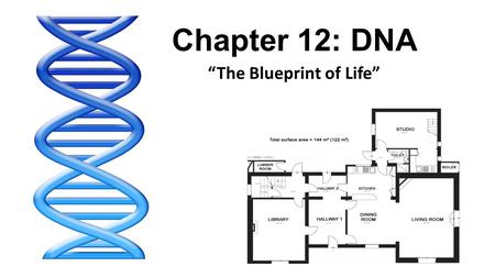“The Blueprint of Life”
