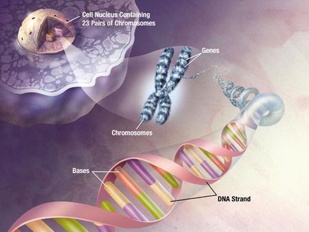 NUCLEIC ACIDS (DNA and RNA) They are large, complex molecules of high molecular weight. They contain C, H, O, N and P. Their monomers are nucleotides.