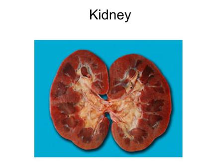 Kidney.