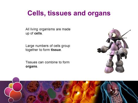 Cells, tissues and organs All living organisms are made up of cells. Large numbers of cells group together to form tissue. Tissues can combine to form.