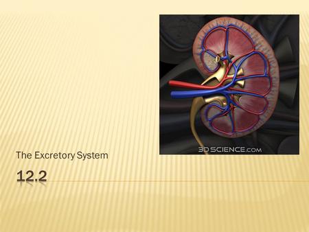 The Excretory System.  Proper functioning kidneys are essential for the body to maintain equilibrium  Sometimes diseases/disorders impair the function.