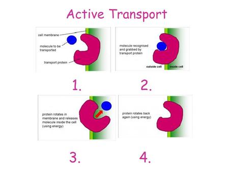 Active Transport 1. 2. 3. 4.. Active Transport Exchange in the Lungs.