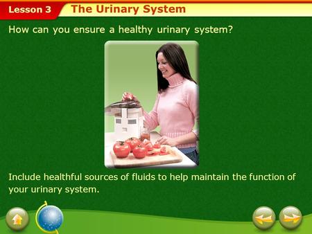 Lesson 3 How can you ensure a healthy urinary system? The Urinary System Include healthful sources of fluids to help maintain the function of your urinary.
