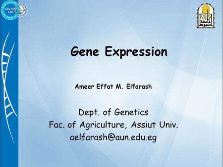 Ameer Effat M. Elfarash Dept. of Genetics Fac. of Agriculture, Assiut Univ. Gene Expression.