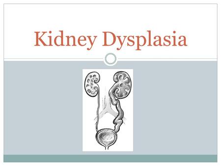 Kidney Dysplasia.