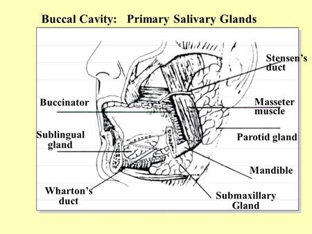 Buccinator Sublingual gland Wharton’s duct Stensen’s duct Masseter muscle Parotid gland Mandible Submaxillary Gland Buccal Cavity: Primary Salivary Glands.