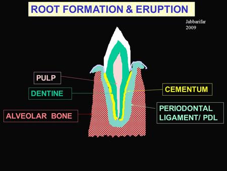 ROOT FORMATION & ERUPTION